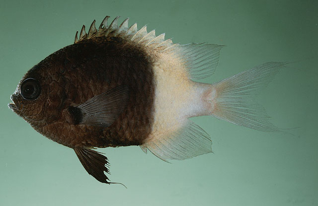 Pycnochromis fieldi