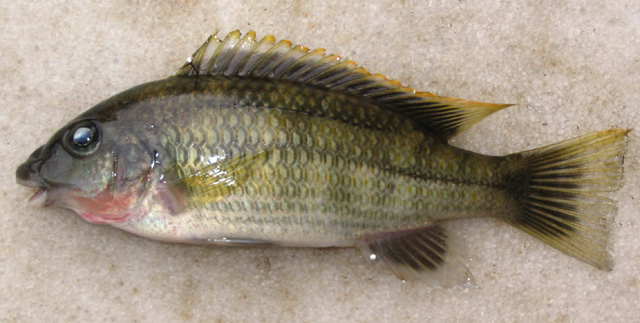 Chilochromis duponti