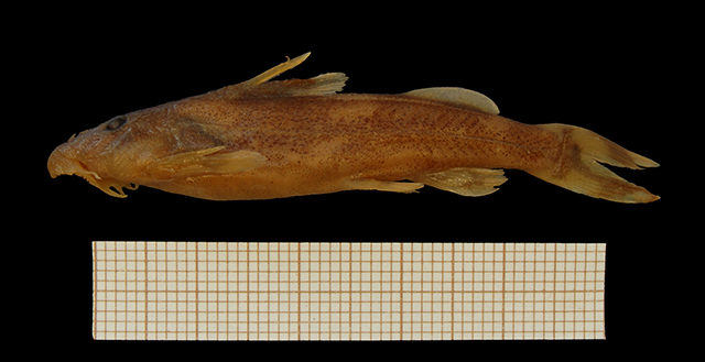 Chiloglanis elisabethianus