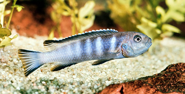 Chindongo elongatus