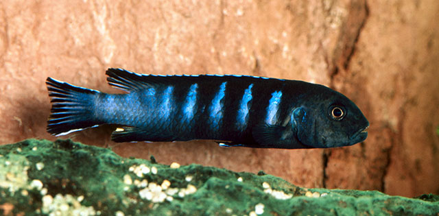 Chindongo elongatus