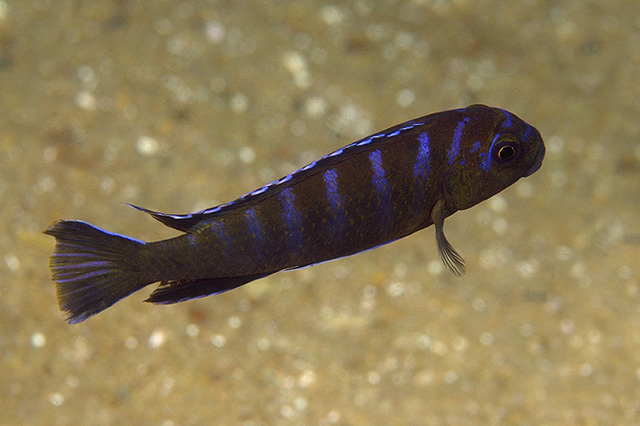 Chindongo elongatus