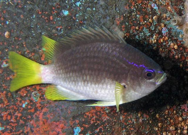 Chromis enchrysurus