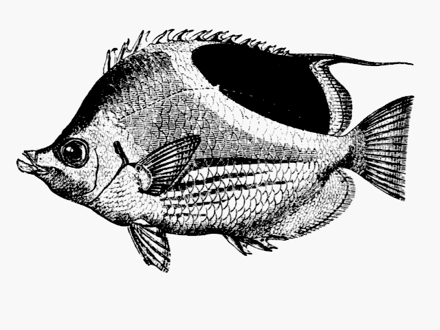 Chaetodon ephippium