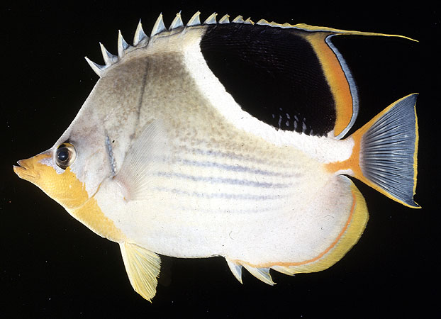 Chaetodon ephippium