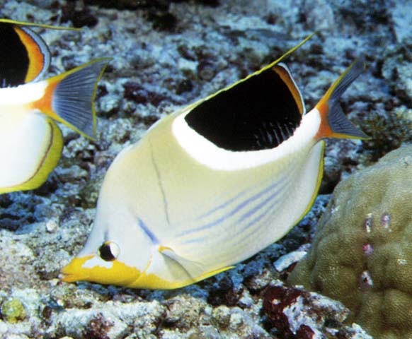 Chaetodon ephippium