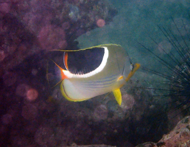 Chaetodon ephippium