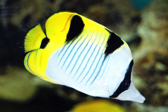 Chaetodon falcula