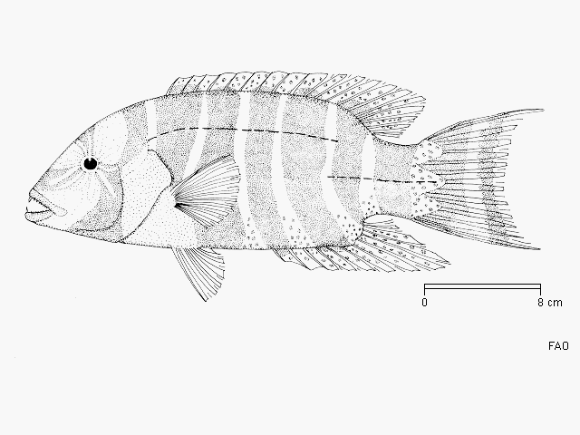 Cheilinus fasciatus