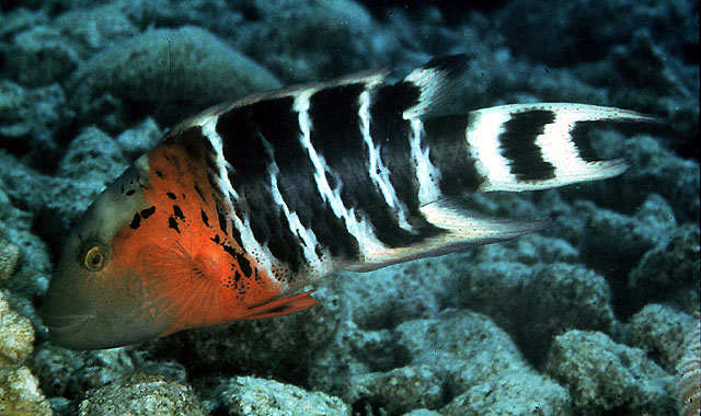 Cheilinus fasciatus