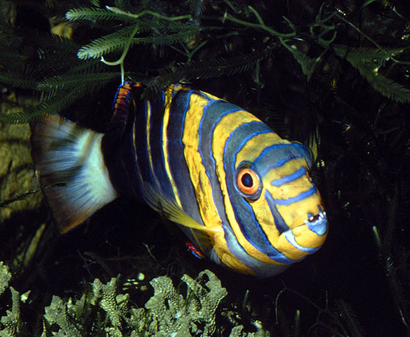 Choerodon fasciatus