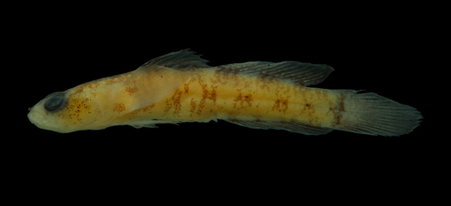 Chriolepis fisheri