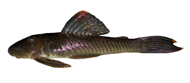 Chaetostoma fischeri