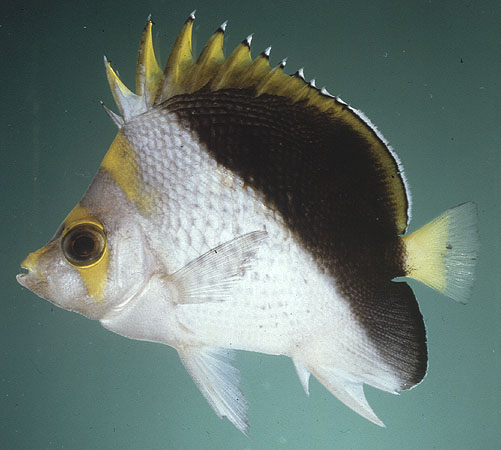 Chaetodon flavocoronatus