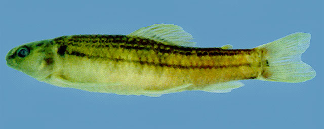 Characidium gomesi