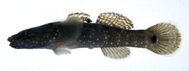 Chaenogobius gulosus