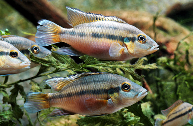 Chromidotilapia guntheri