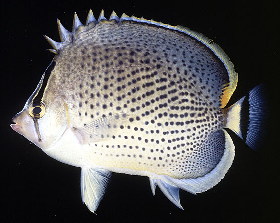 Chaetodon guttatissimus