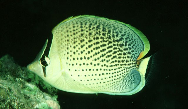 Chaetodon guttatissimus