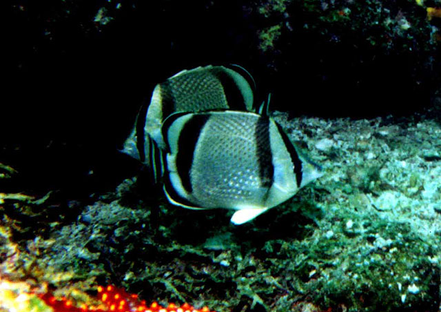 Chaetodon humeralis