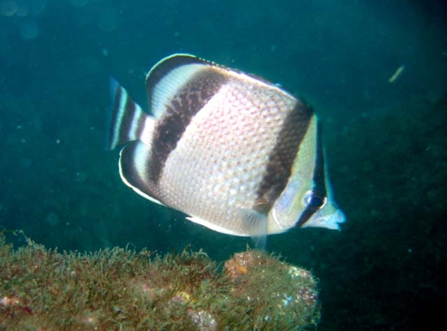 Chaetodon humeralis