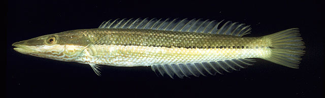 Cheilio inermis