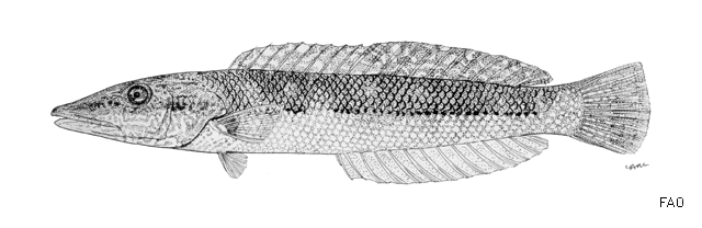 Cheilio inermis