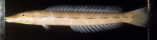 Cheilio inermis