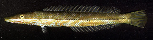 Cheilio inermis