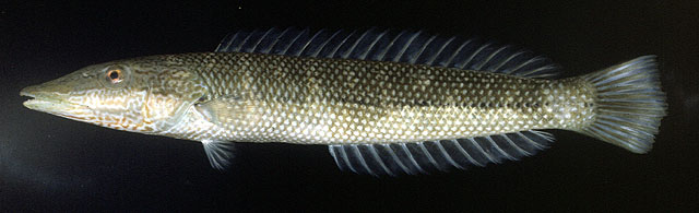 Cheilio inermis