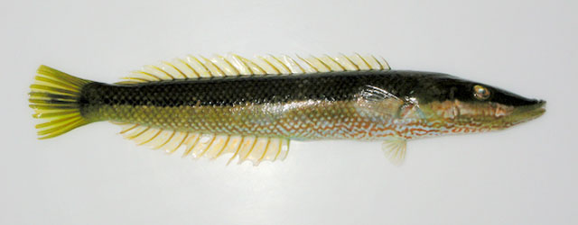 Cheilio inermis