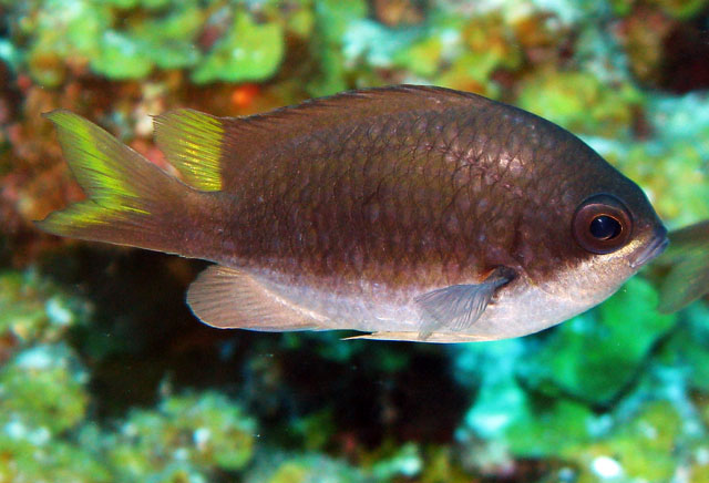 Chromis insolata