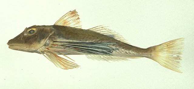 Chelidonichthys ischyrus