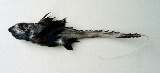 Chimaera jordani