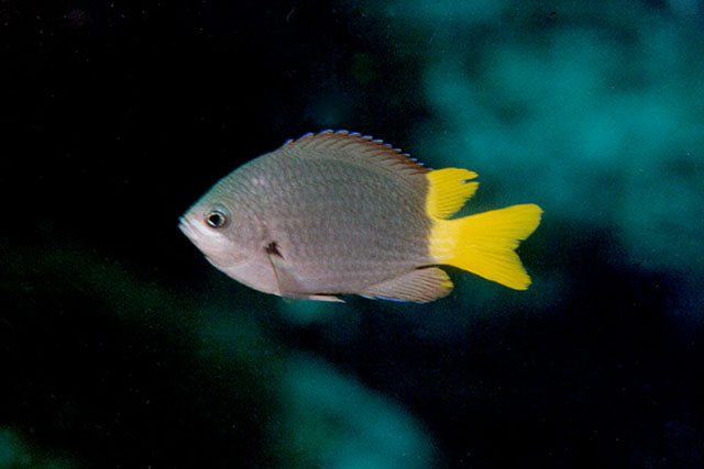 Chromis jubauna