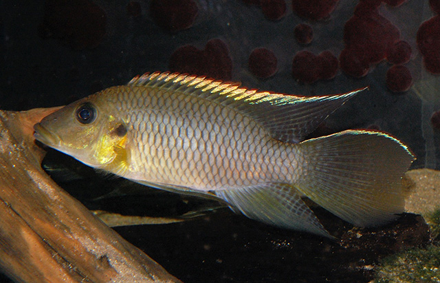 Chromidotilapia kingsleyae