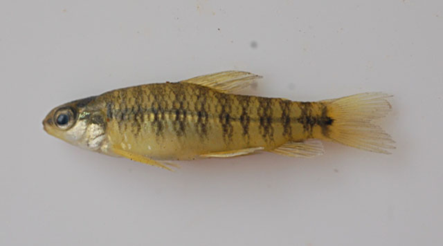 Characidium lagosantense