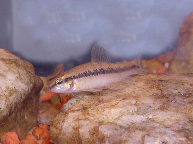 Characidium lanei