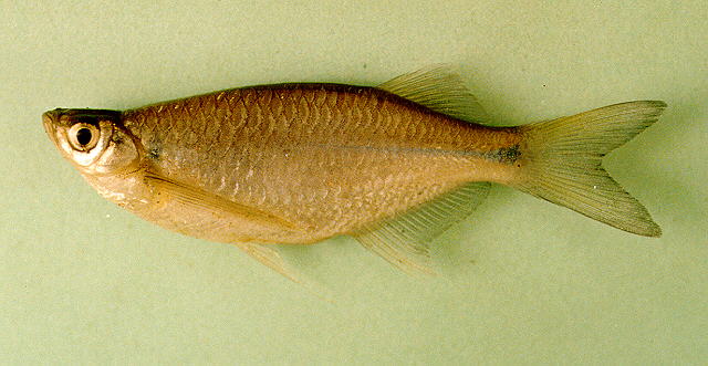 Laubuka laubuca