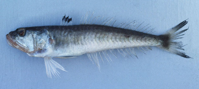 Champsodon longipinnis