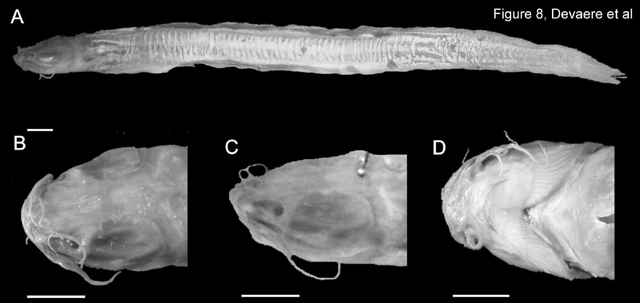 Channallabes longicaudatus