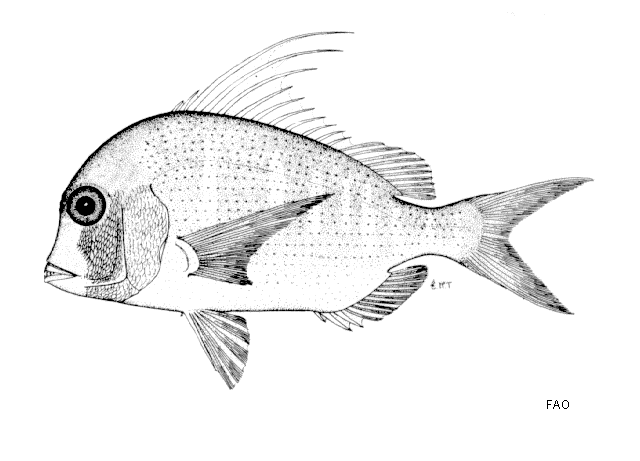 Chrysoblephus lophus