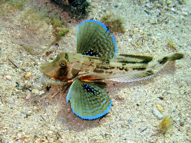 Chelidonichthys lucerna