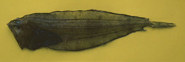 Chascanopsetta lugubris