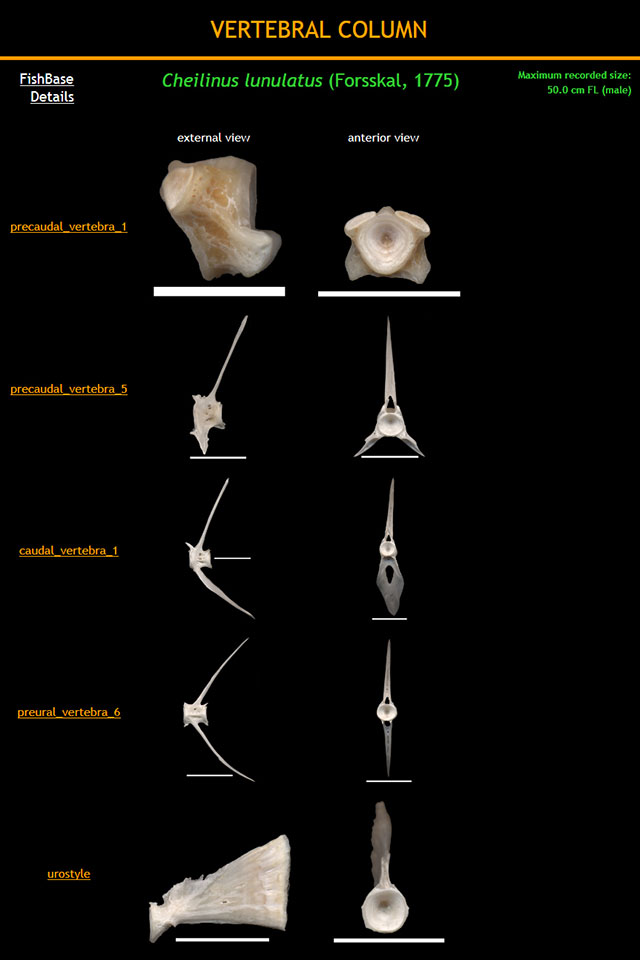 Cheilinus lunulatus