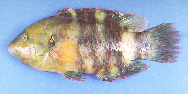 Cheilinus lunulatus