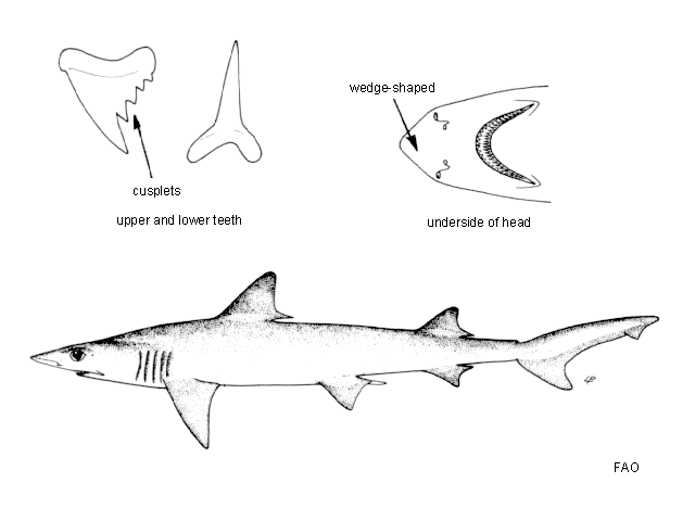 Chaenogaleus macrostoma