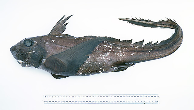 Chimaera macrospina