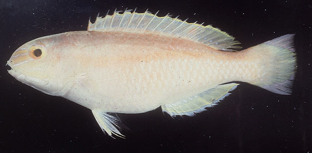 Choerodon margaritiferus