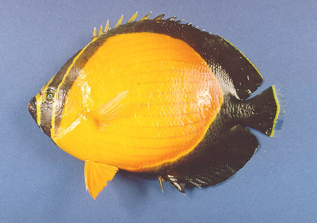 Chaetodon melapterus